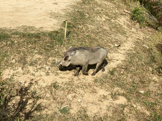 Warthog or Phacochoerus is a wild species of swine. On the Peaugres safari