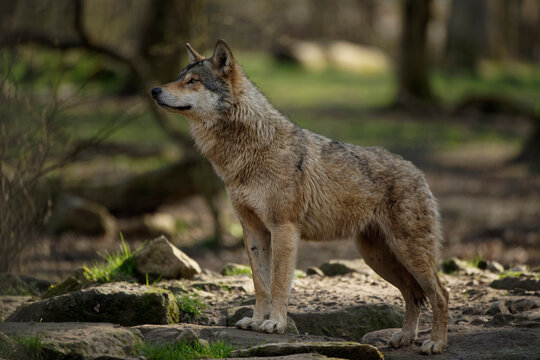 Loup gris d'Europe © Patrick