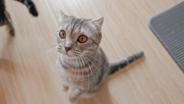 A Scottish Fold cat with amber eyes looking at the camera. A cat standing on two legs. The kitten licked its mouth with its tongue. seem to talk Silly cat sing On a wooden floor.