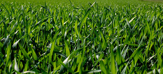 Oat field. Young oat shoots in the spring. Oat field. Background. Texture. At close range. Grasses