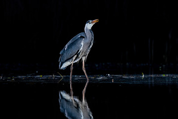 Grey heron (Ardea cinerea) fishing in a still pond at night with reflection