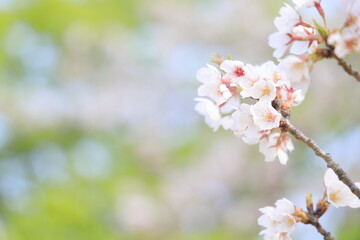 稲取高原の桜