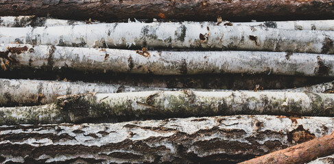 wood background cut trees Wood texture cut birch logs. Firewood banner