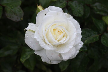 single white rose