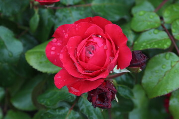 red rose in garden