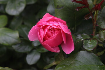 pink rose in the garden