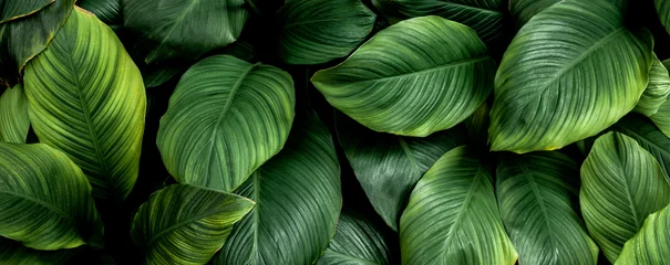 Zelfklevend Fotobehang closeup nature view of colorful leaf background. Flat lay, nature banner concept, tropical leaf © Nabodin