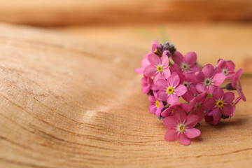 Fototapeta na wymiar Beautiful pink forget-me-not flowers on wooden table, closeup. Space for text