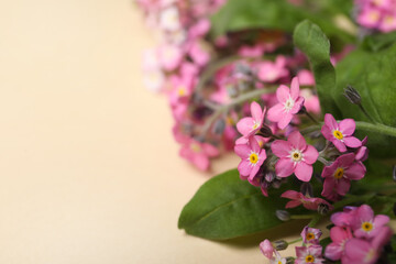 Beautiful pink forget-me-not flowers on beige background, closeup. Space for text