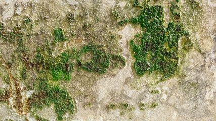 Background wall with green moss clinging to the cement wall.