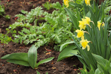 Beautiful blooming daffodils outdoors on spring day