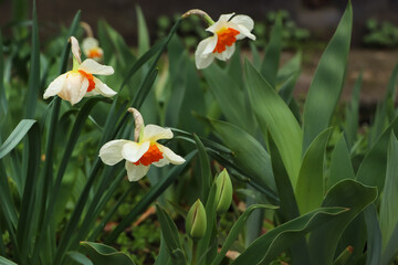 Fototapeta na wymiar Beautiful blooming daffodils outdoors on spring day