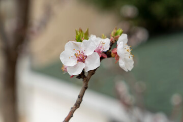 
apricot tree and its flowers