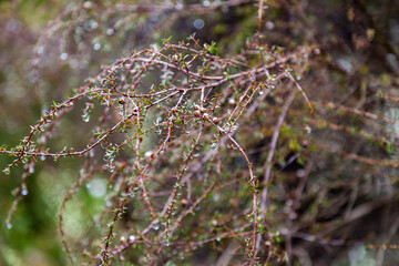 Branches of a flowering bush in spring in the park after rain