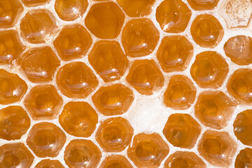 Close-up of bees' nests with honey