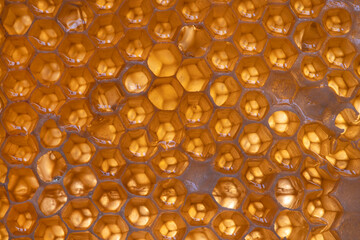 Close-up of bees' nests with honey