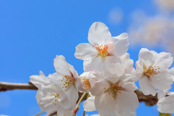 Cherry blossoms in full bloom in the blue sky