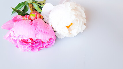 pink and white peony background template
