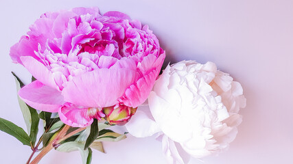 pink and white peony background copy space