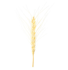 Fototapeta premium Single barley ear isolated on white background