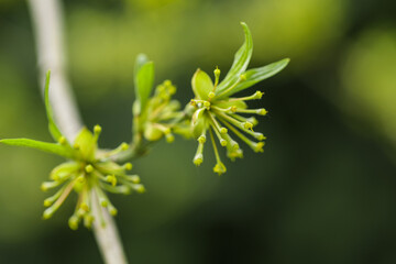 young leaves wake up on the trees spring comes - Image