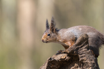 Naklejka na ściany i meble squirrel on a tree