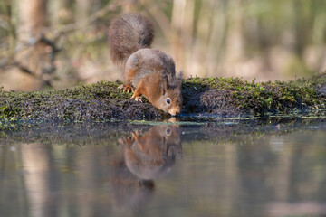 squirrel at the pool