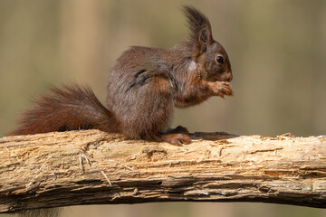 squirrel on a tree