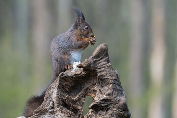 squirrel on a tree