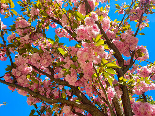 kwiaty wiosna kolory płatki różowe  - obrazy, fototapety, plakaty