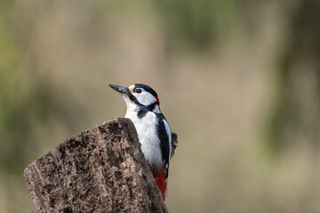 great spotted woodpecker on a branch