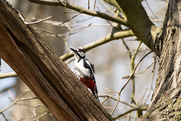 great spotted woodpecker