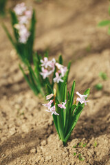 Beautiful pink  hyacinth flowers in a spring garden. Springtime blooming flowers.