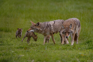 Naissances chez les coyotes
