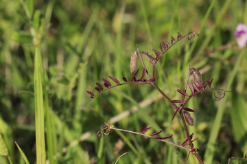 スズメノエンドウ、春の野草