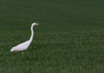 Great white egret
