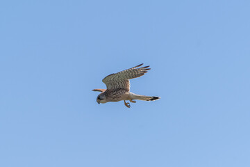 Kestrel in flight