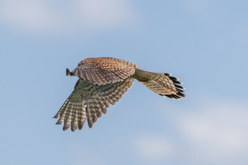 Kestrel hunting