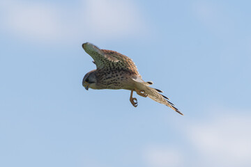 Kestrel in flight
