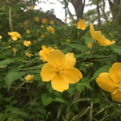 山吹の森