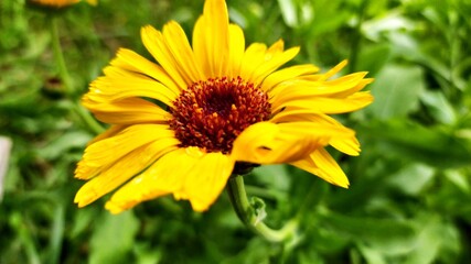 yellow flower