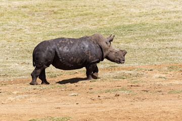 Fototapeta premium muddy dehorned white rhino walking in the grass