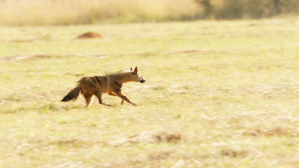 Aardwolf a nocturnal animal feeding mostly on termites and insect larvae, running towards the safety of his burrow