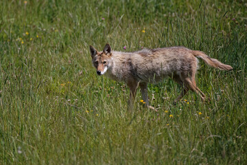 Coyote