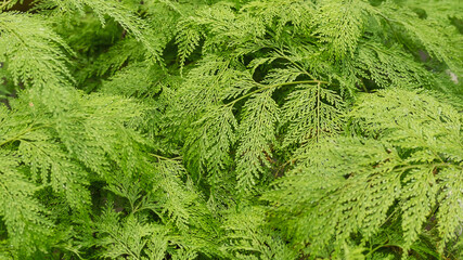 Closeup image of Davallia fejeensis or Rabbit’s Foot fern in the garden