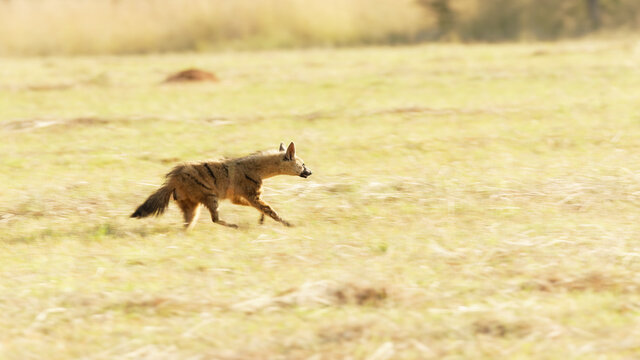 Aardwolf a nocturnal animal feeding mostly on termites and insect larvae, running towards the safety of his burrow