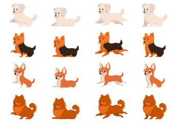 Set of dogs in different poses. Bichon Bolognese, Yorkshire Terrier, Chihuahua and Spitz in cartoon style.