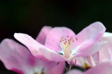 Fototapeta na wymiar Ornamental trees: flowers of Japanese flowering crabapple (Malus floribunda)