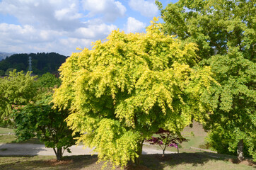 Acer palmatum "Katsura". Arboretum of the University of the Basque Country. Leioa, Spain