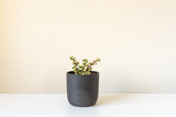 Closeup of small portulacaria afra jade plant in dark brown ceramic pot on white shelf against beige wall